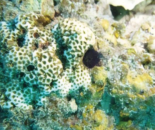 BioRisk_Journal's tweet photo. An investigation into the possible effects of shipping routes on coral reef degradation and diversity at Karimunjawa Marine National Park: https://t.co/Xk8E6yKazW

#biodiversity #coralreefs @undip https://t.co/YiZD9RvUWT