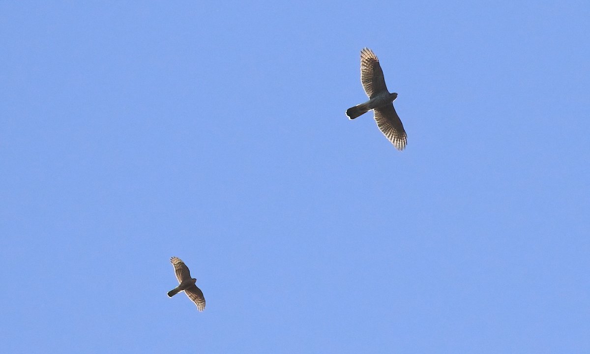 Ever wondered how big a #Goshawk really is? Here's one with a Sparrowhawk... What a beast! #WorcsBirds