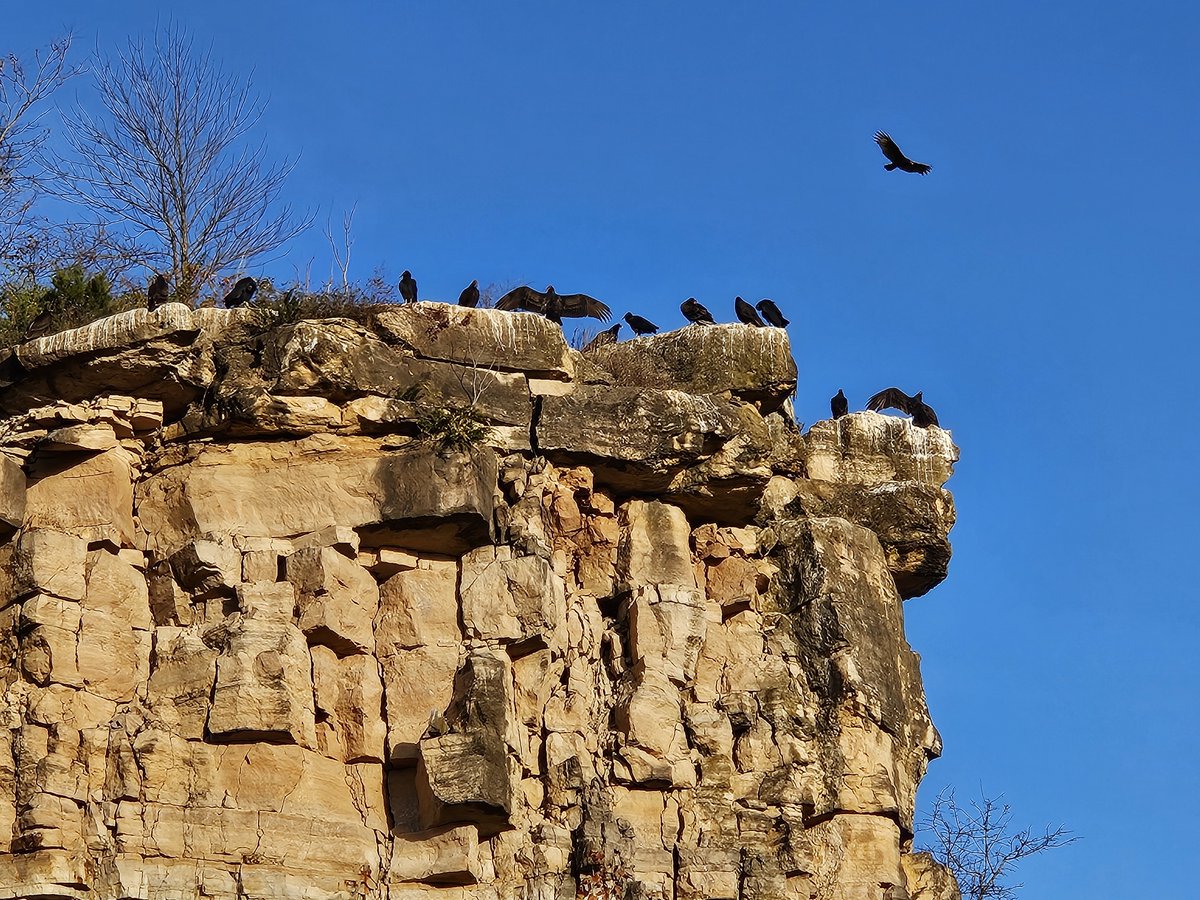 STL BWorks tweet media