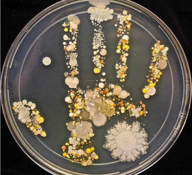 chayito09's tweet photo. Un puñado de bacterias. Esta es la huella de la mano de un niño de 8 años regresando de jugar fuera de casa. Su mamá colocó la huella de su mano dentro de una placa de Petri, la incubó durante dos días y terminó adornada con un colorido jardín de gérmenes.

©️stalwart_rabbit https://t.co/nhw4tYYVrw