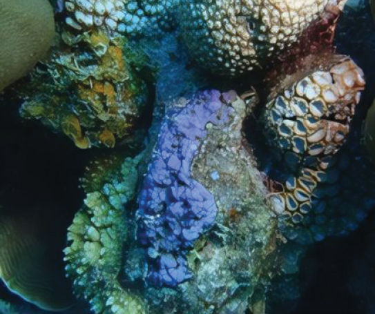 BioRisk_Journal's tweet photo. An investigation into the possible effects of shipping routes on coral reef degradation and diversity at Karimunjawa Marine National Park: https://t.co/Xk8E6yKazW

#biodiversity #coralreefs @undip https://t.co/YiZD9RvUWT