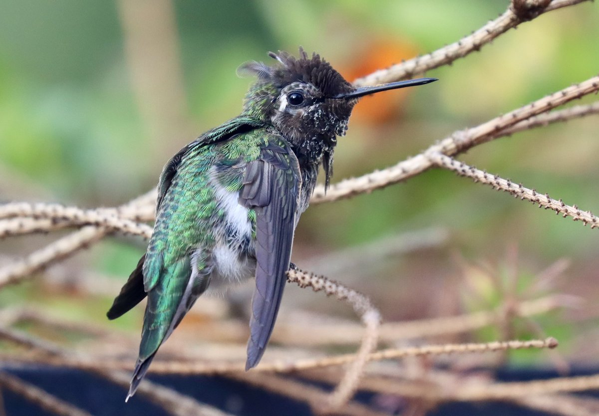 Well thank goodness BC elections held off the maple syrup Magas. 😂🤣😂. It’s been a rough week waiting ….just ask this hummer. 

#birdlover #backyardbirding