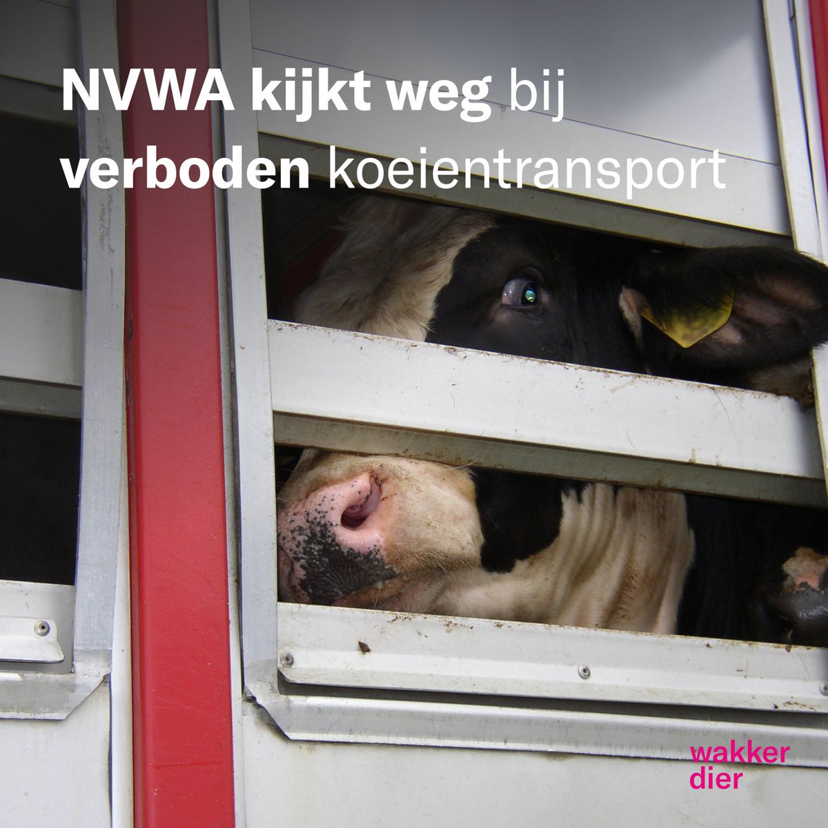 Het vervoeren van hoogzwangere koeien (naar het slachthuis) is verboden. Als een zwangere koe wordt geslacht, stikt haar kalfje in de baarmoeder. Waarom legt de <a href="/_NVWA/">Nederlandse Voedsel- en Warenautoriteit</a> bij 1/3 van de overtreders geen boete op?! Wij vragen opheldering aan <a href="/ministerLVVN/">Femke Marije Wiersma</a>.

wakkerdier.nl/persberichten/…