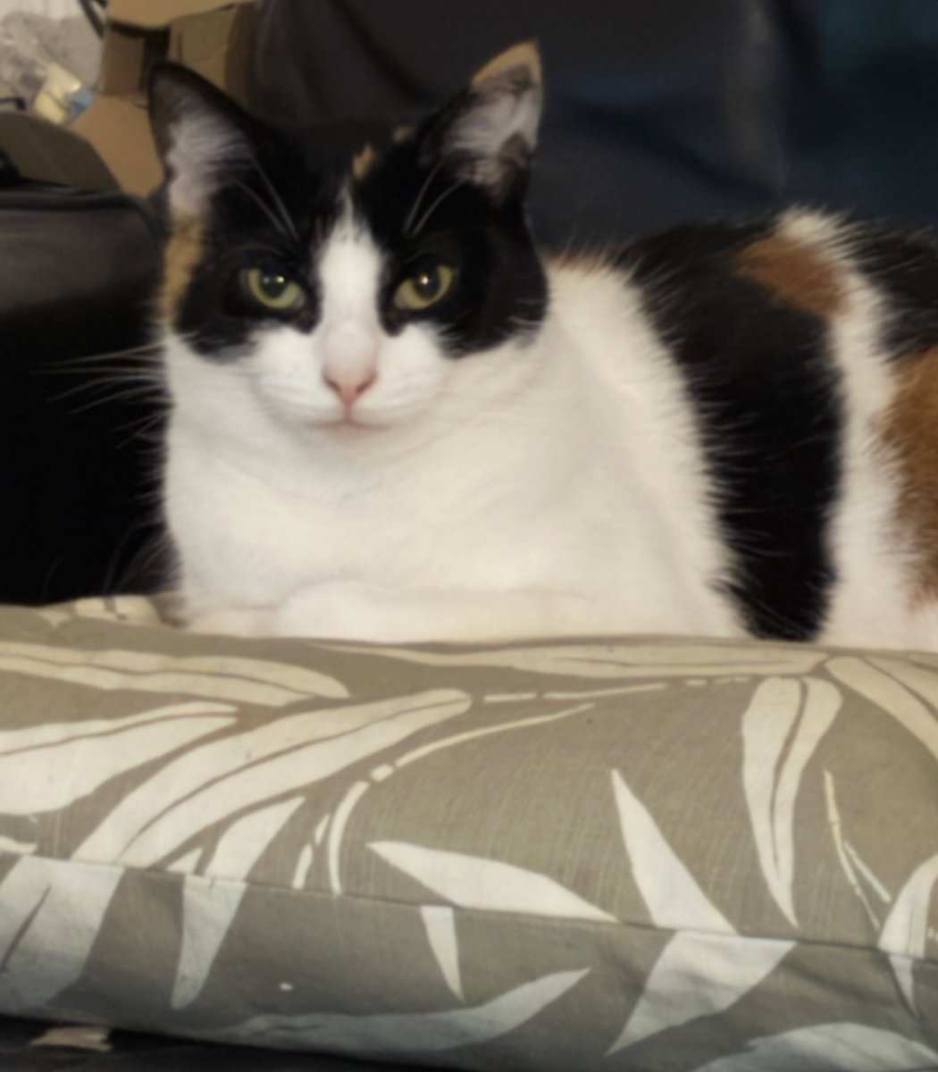 TheTillyCat's tweet photo. I’ve made this cushion my cushion now! 😹😹 

nice and comfy!

#Hedgewatch #CatsAreFamily #CatsOnX #CatsOFX #catlovers https://t.co/iNUuJmMI6u