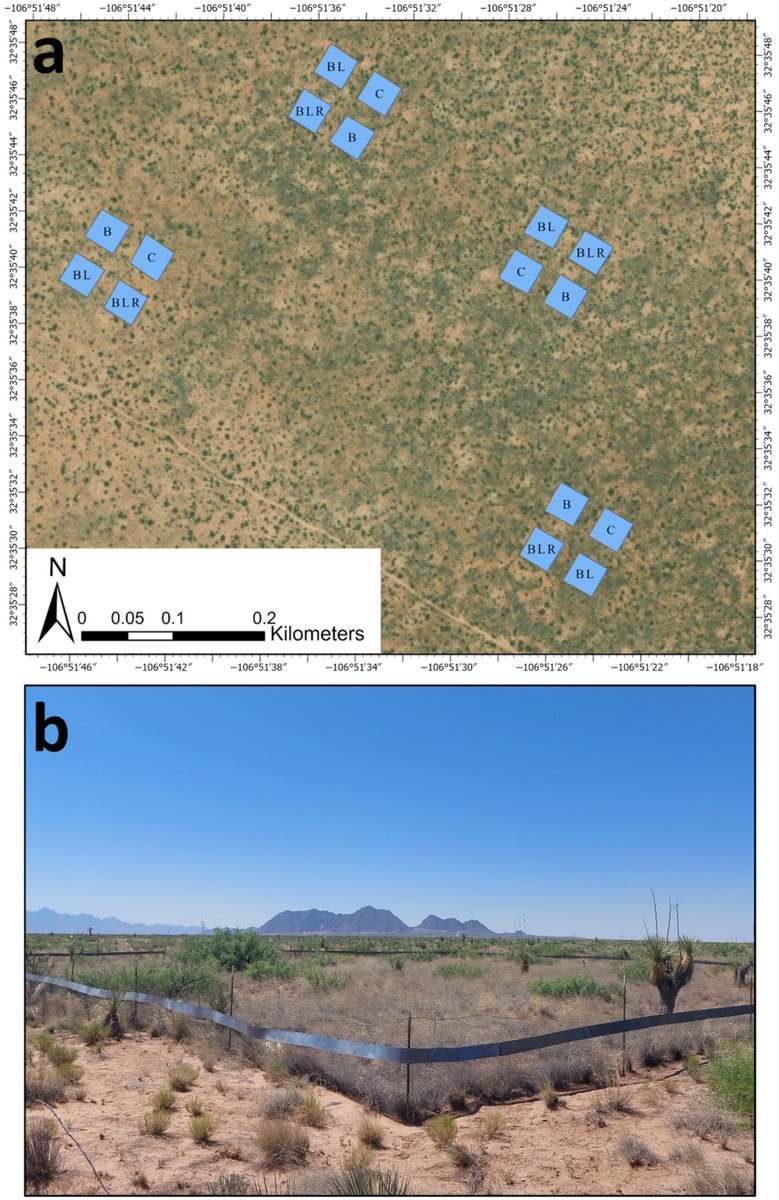 Brandon Bestelmeyer (@bbestelm) on Twitter photo Native mammalian herbivores have significant impacts on perennial grasses as shrub cover increases during climate-driven state transition esajournals.onlinelibrary.wiley.com/doi/10.1002/ec⦠research from <a href="/JornadaLTER/">Jornada Basin LTER</a> <a href="/TheJornada/">The Jornada</a> <a href="/USLTER/">US LTER</a> Native mammalian herbivores have significant impacts on perennial grasses as shrub cover increases during climate-driven state transition esajournals.onlinelibrary.wiley.com/doi/10.1002/ec⦠research from <a href="/JornadaLTER/">Jornada Basin LTER</a> <a href="/TheJornada/">The Jornada</a> <a href="/USLTER/">US LTER</a>