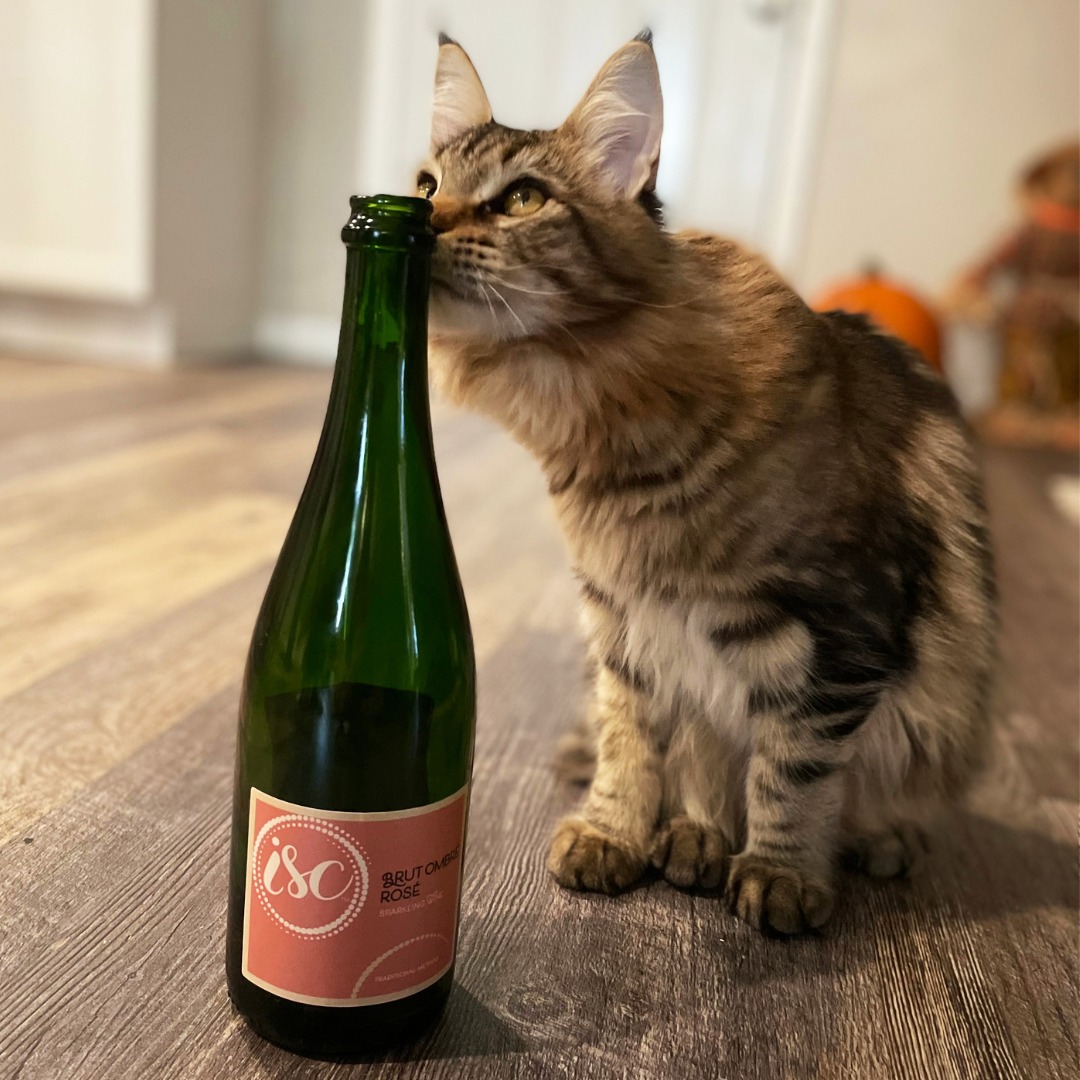 illinoisSparklingco tweet media