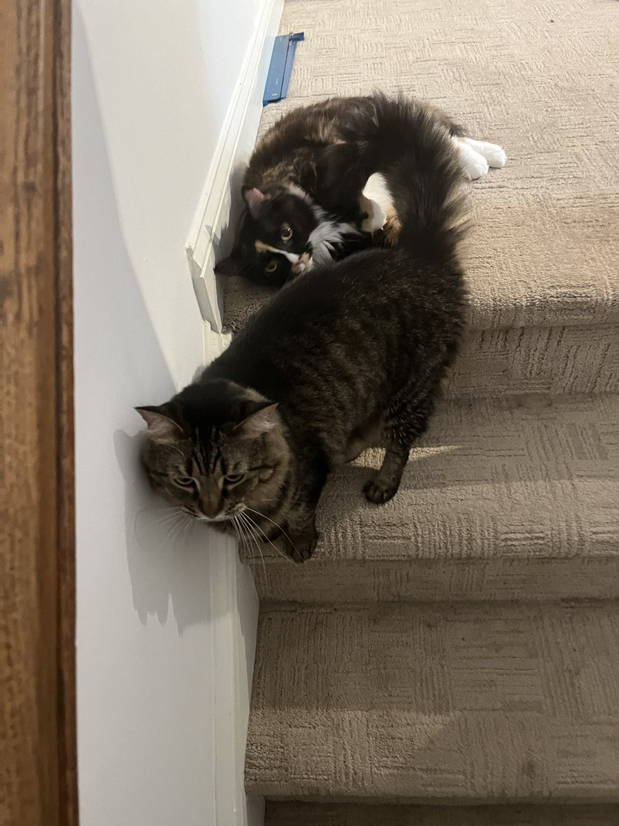 Will Wassmer (@wassabisabi) on Twitter photo 