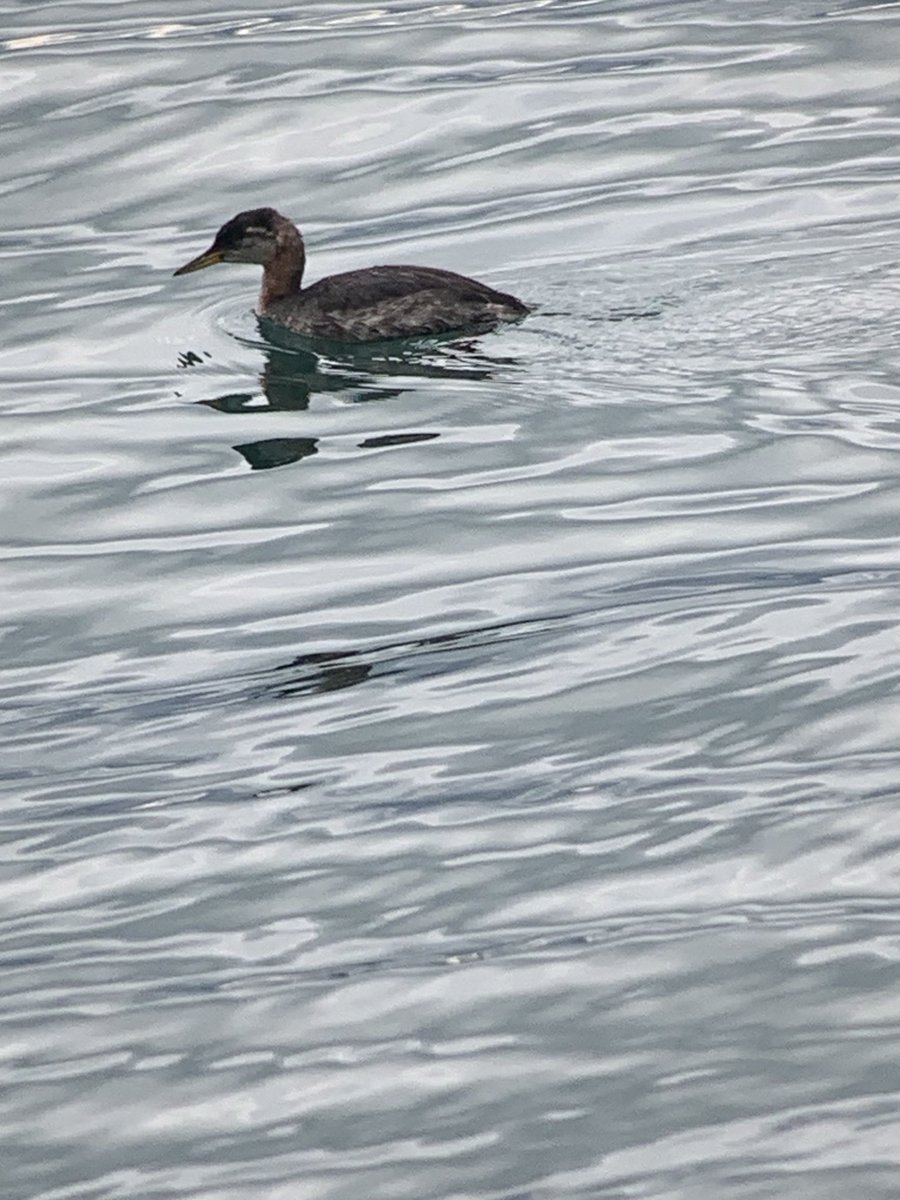 Red necked grebe still showing well lunchtime off Berry Head quarry.