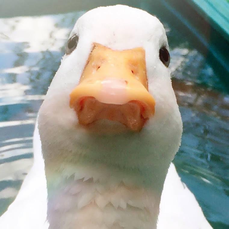 ahiraa2go's tweet image. より目