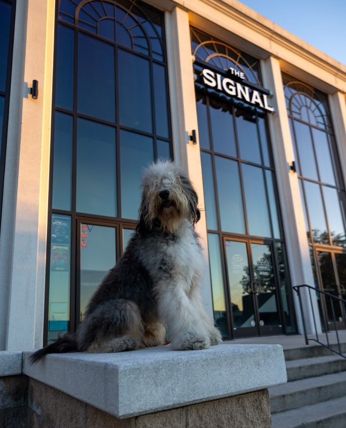 The Signal tweet media