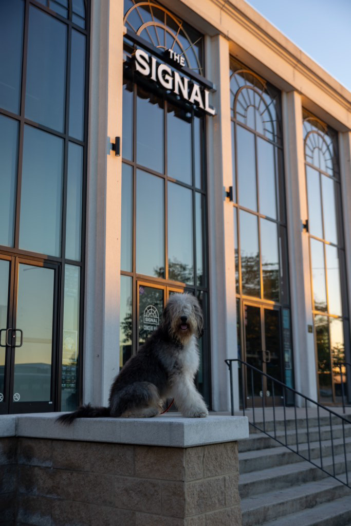 @pongothedoodle is such a good boy aka mödel