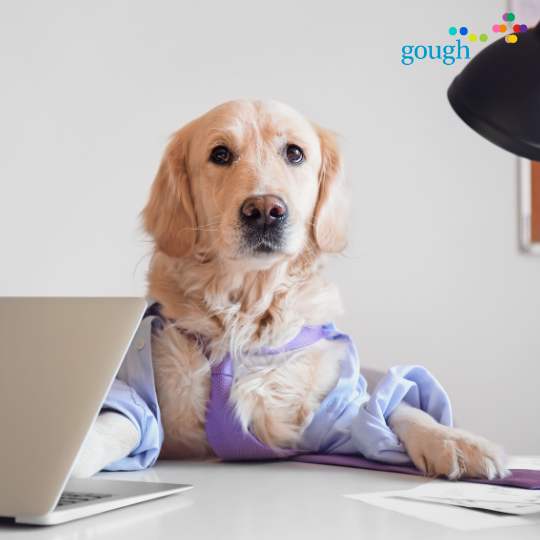 In "The Pawfect Influencer Strategy," Sheila spills her secrets to winning hearts (and treats) in the office: charm your audience, stay top of mind with consistent tail wags, and convert every glance with the irresistible Sheila Stare. gough.co.uk/blogs/the-pawf…