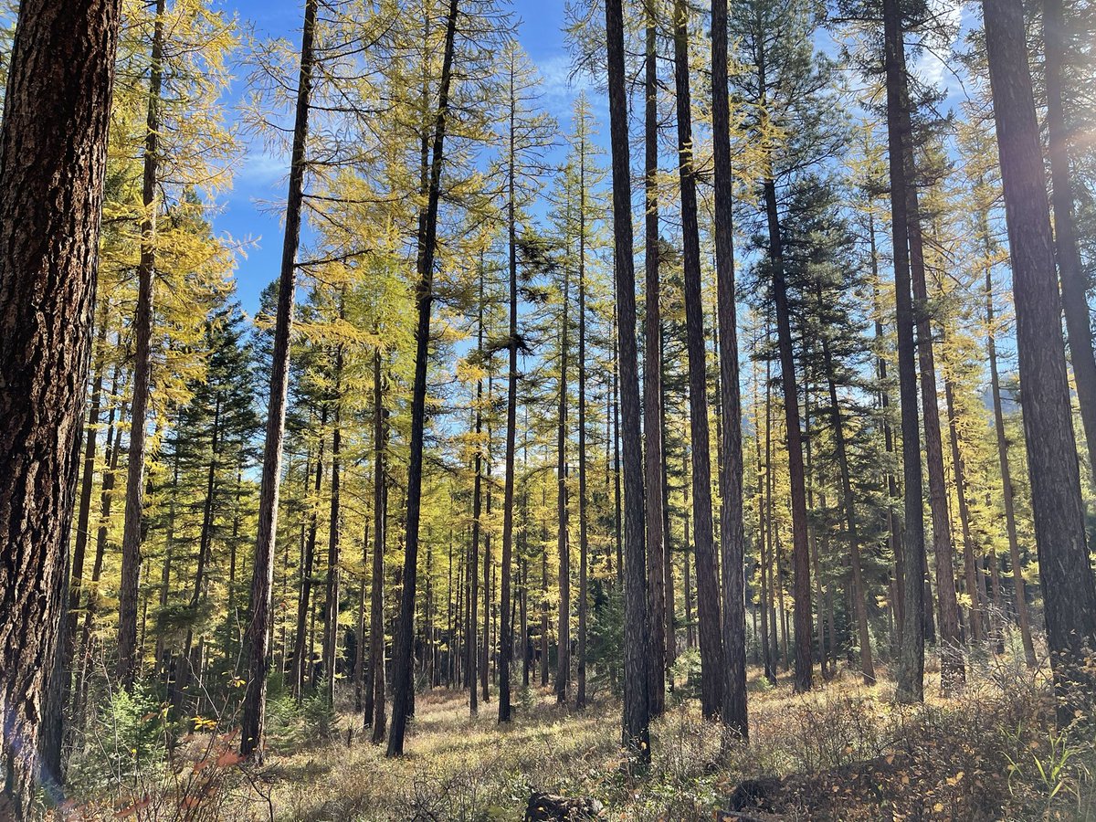 My favorite season is nearly done. So lucky to be among the larch!