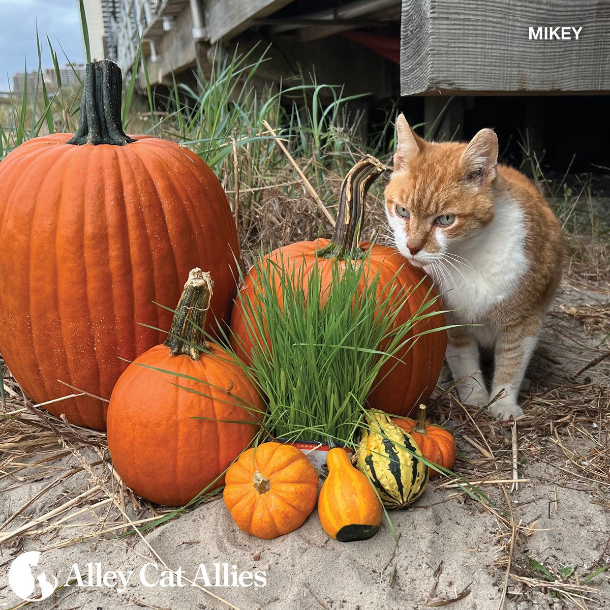 Alley Cat Allies tweet media