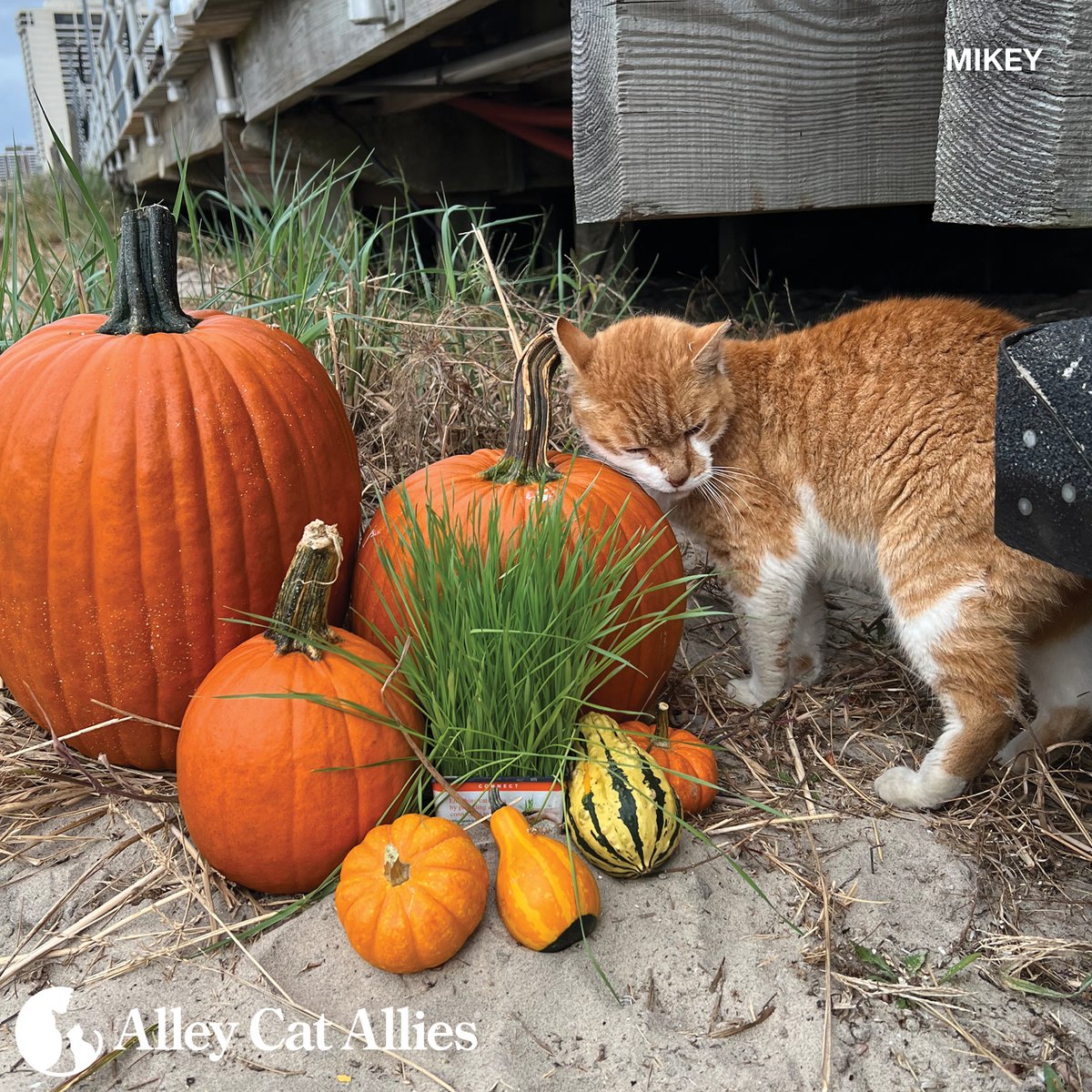 Alley Cat Allies tweet media