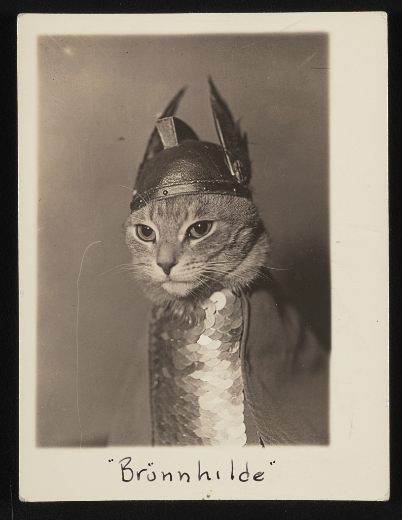 librarycongress's tweet image. It&apos;s National Cat Day, and we&apos;re giving the people what they want: Brünnhilde! She appears in a Library exhibition that will be on display for just a bit longer: Not an Ostrich: &amp;amp; Other Images from America’s Library, which spans the history of photography. loc.gov/exhibitions/im…