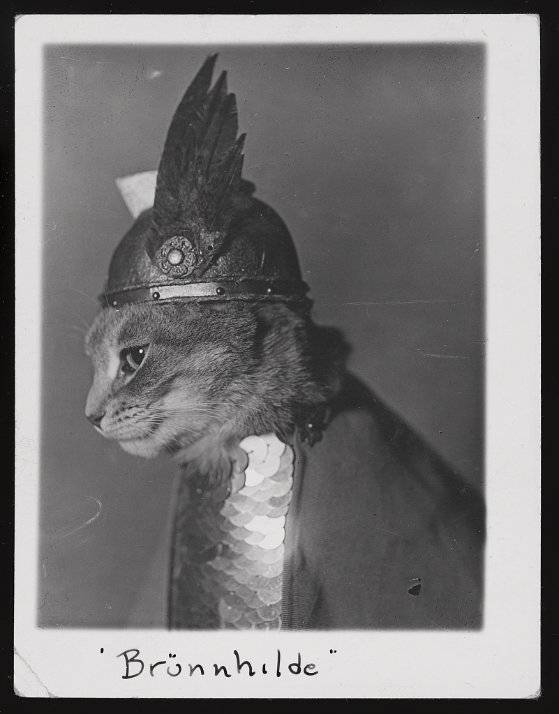 librarycongress's tweet image. It&apos;s National Cat Day, and we&apos;re giving the people what they want: Brünnhilde! She appears in a Library exhibition that will be on display for just a bit longer: Not an Ostrich: &amp;amp; Other Images from America’s Library, which spans the history of photography. loc.gov/exhibitions/im…