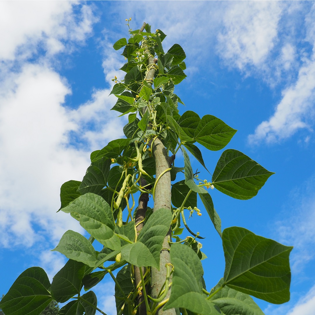 AWS Elastic Beanstalk is an easy way to migrate .NET web applications to AWS. Follow this quick start to create an ASP.NET application and deploy it to AWS from Visual Studio. 🌱 go.aws/3C41t4b
#dotnet #AWS #Beanstalk