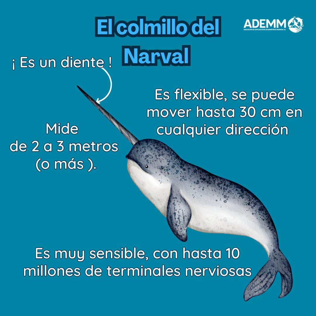 ADEMM_2019's tweet photo. La mayoría de los machos tienen este colmillo y solo el 15% de las hembras.
#capacitacion #informacion #biologia #narval 
Fuente: delphinus https://t.co/sbcp4G5Ixp