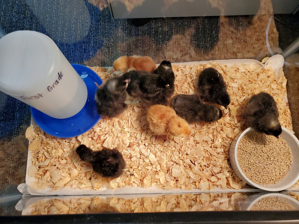EmilyAngelilli's tweet photo. First grade has chicks! We’ve had 10 chicks hatch over the past few days! 🐥🐣 @cfisdfiest @CFISDPK1 https://t.co/pi49ZKJbQe