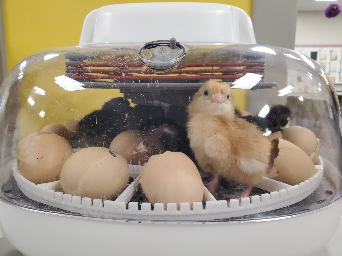 EmilyAngelilli's tweet photo. First grade has chicks! We’ve had 10 chicks hatch over the past few days! 🐥🐣 @cfisdfiest @CFISDPK1 https://t.co/pi49ZKJbQe