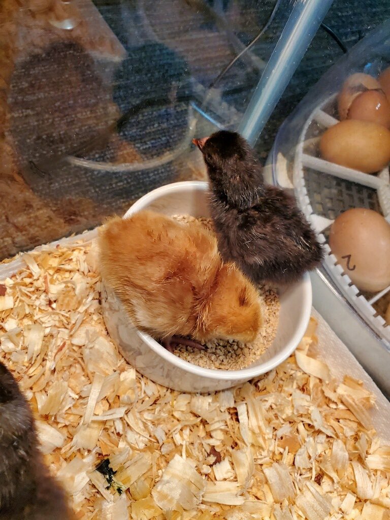EmilyAngelilli's tweet photo. First grade has chicks! We’ve had 10 chicks hatch over the past few days! 🐥🐣 @cfisdfiest @CFISDPK1 https://t.co/pi49ZKJbQe