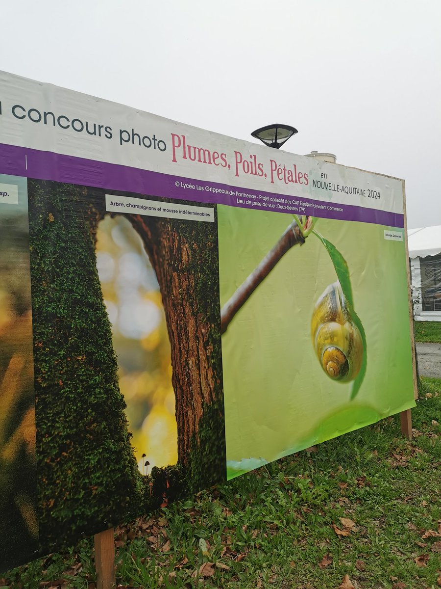 Au Festival International du Film Ornithologique de #Ménigoute, on peut voir en grand deux clichés pris par les élèves de CAP EPC, lauréats du concours photo "Plumes, poils, pétales" organisé par la région <a href="/NvelleAquitaine/">Nouvelle-Aquitaine</a>
🍄🐌#FIFO #photographie #EDD
