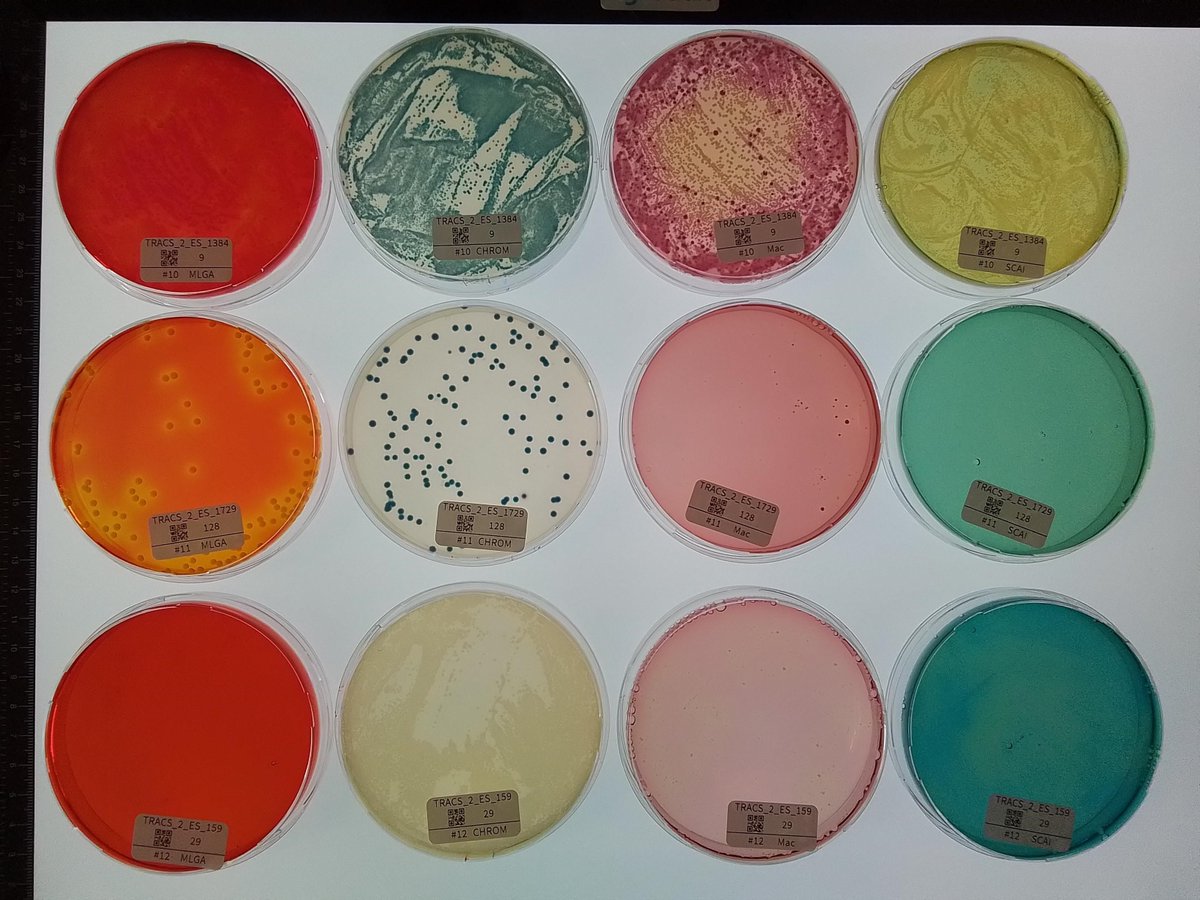 LSTMnews's tweet photo. Antibiotic resistance is a global public health challenge, however resistance can wane over time when drug use is limited or discontinued. 

A new study led by @_FEGraf explores genetic changes in bacteria that explain this decline in resistance.

Read: https://t.co/7KTGWOnVYl. https://t.co/h8DMGxzNjC