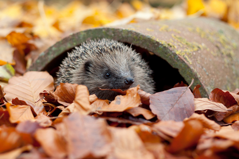 When was the last time you saw a hedgehog? They’re one of our best-loved mammals, but they're disappearing from our gardens.🦔

Get <a href="/Lancswildlife/">Lancashire Wildlife Trust</a>'s free guide to inviting a hog to dinner and making a hog haven.🍂

Go to orlo.uk/help-a-hog_Geg…

📷 Tom Marshall

#ZeroCarbonMcr