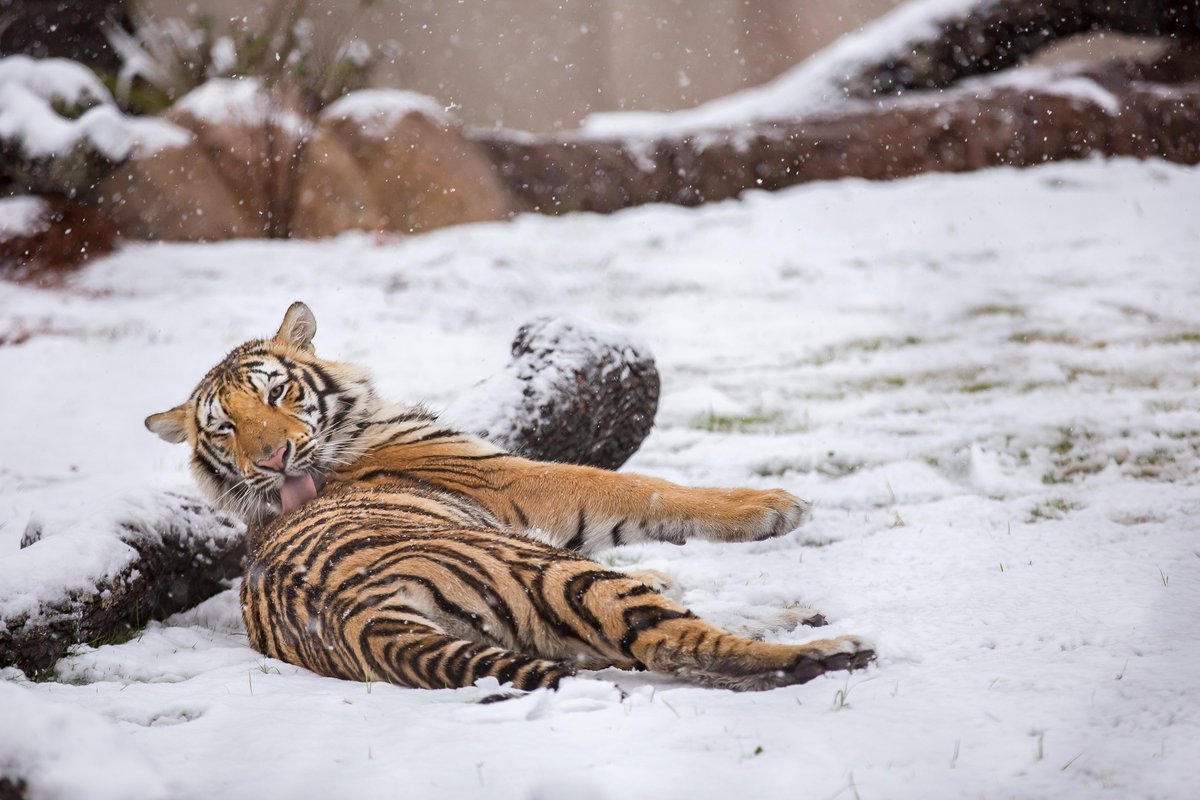 LSU's tweet photo. Deep down he's just a big cat 🥺 Happy #NationalCatDay to our favorite big guy, @MikeTheTiger! https://t.co/kLNz04ulz5