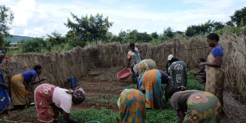 In the verdant landscapes of Sierra Leone, farming is not merely a profession; it represents a deeply rooted way of life that has been lovingly passed down through generations. 

Click on this link to get the full story👇🏼

facebook.com/share/p/1Ax5w2…