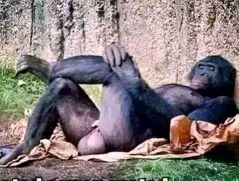 Innocent Howa tweet media