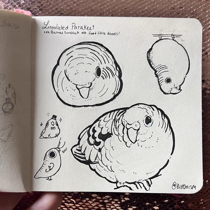 Lineolated Parakeet aka Barred Parakeet aka Good Little Doods! 