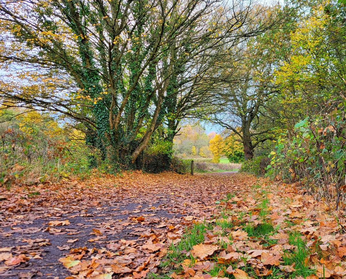 JsPhotoWx's tweet photo. Autumn colours are a nature freaks obsession and I'm a nature freak !!

@StormHour @ThePhotoHour @TGB_outdoors 

Brierley Forest country park Nottinghamshire #photography #naturefreak #coloursofautumn https://t.co/eO3aKuFEmA