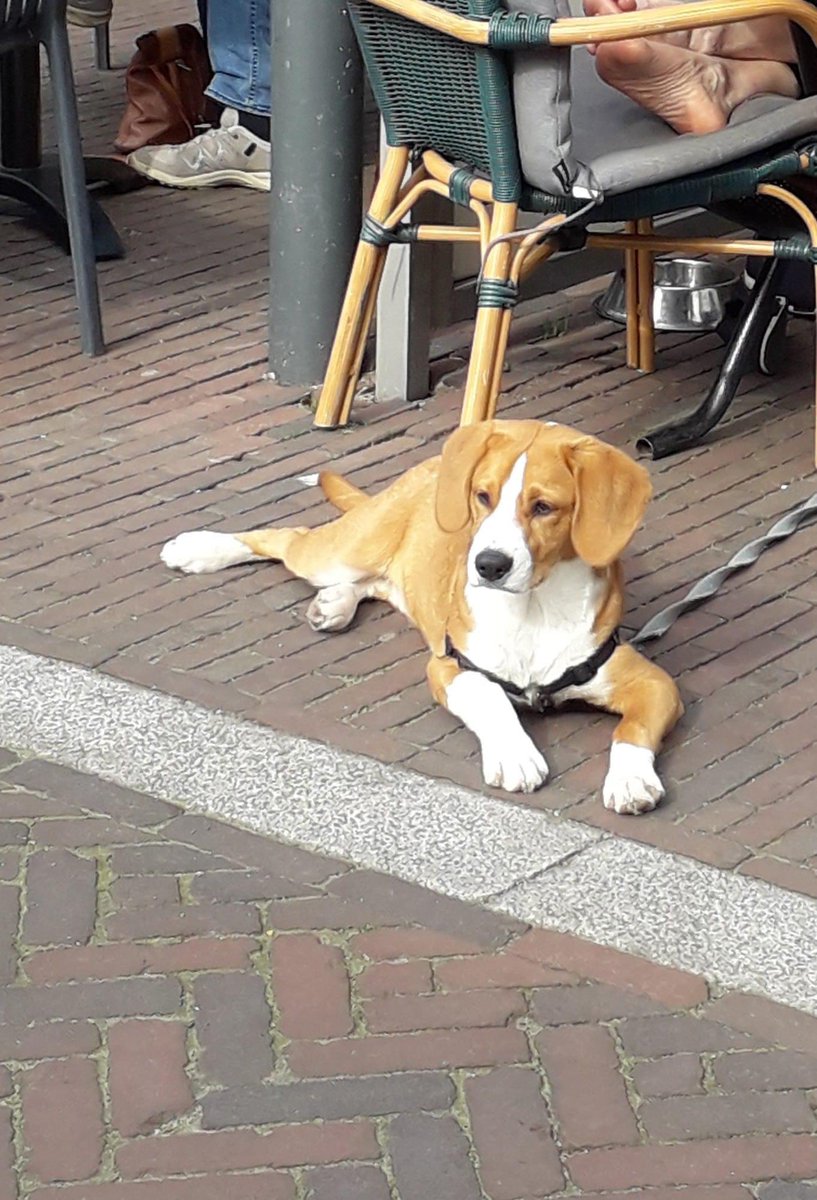 Vrienden van ons zijn vanmiddag bij het Bomenpark in Heesch hun hond kwijt geraakt. Het beestje heet Cooper. Wie heeft dit hondje gezien of weet iets? Graag reageren dan en zoveel mogelijk delen.