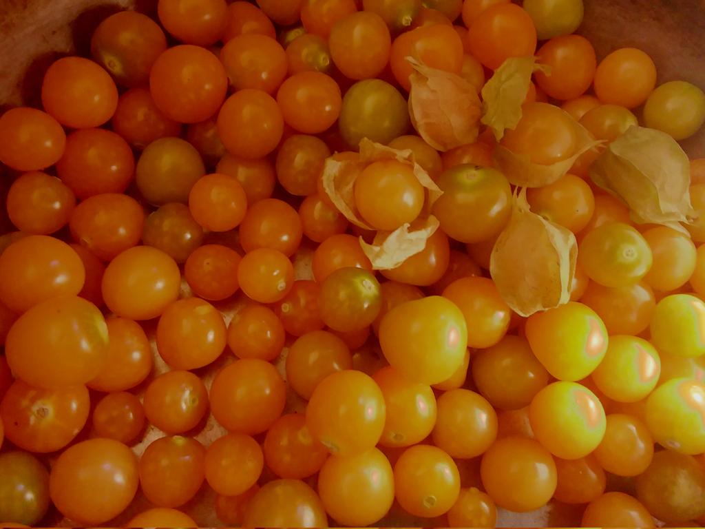 Aunt Molly's ground Cherry, or Golden berry, I would describe the taste as tropical, I notice the continued ripening after falling off the plant, so I collect and keep them in a paper bag to develop the flavor

#GroundCherry #harvest #homesteading