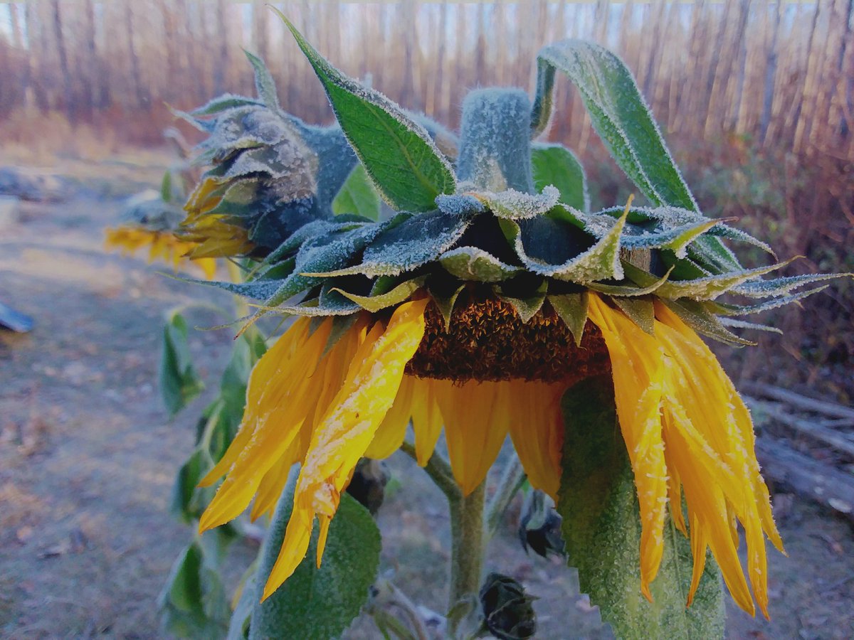 Feels a bit wintery this morning, will be last for these last sunflowers are toast. 🌻💙

#Sunflower #flowers #frost