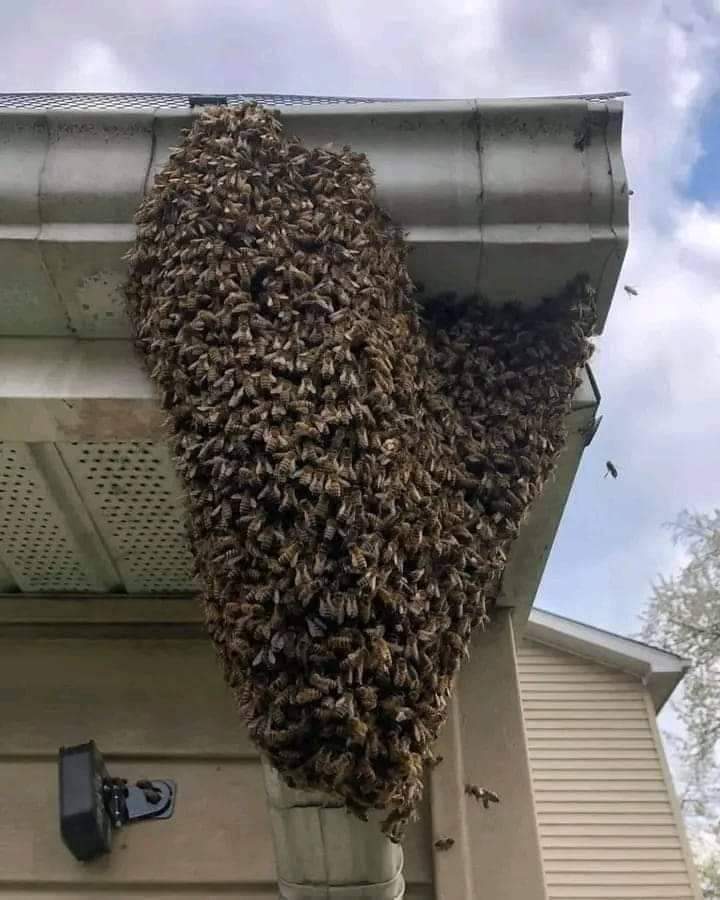 itsmeback_'s tweet photo. 🐝 IMPORTANTE 🐝
Se ti capita di vedere
sciami come questi,
non aver paura.
Non chiamare i vigili del fuoco o la protezione civile, non spostarle,
non avvelenarle, non ucciderle.

Sono api in viaggio.
Non ti faranno del male. Si fermano solo per 24 ore. Non disturbarle e evita di avvicinarti.
Se vuoi aiutarle, metti un piattino o un contenitore piatto con una leggera quantità di acqua zuccherata. Guardale mentre si nutrono, recuperano energia e riprendono il loro viaggio.

Dobbiamo tutti proteggere gli sciami in viaggio. Le api sono la nostra assicurazione di sopravvivenza.
Se le api muoiono, noi moriamo dopo. Senza api, nessun essere umano rimarrà sulla faccia della Terra.

Per favore, fai attenzione e non uccidere le api!🙏🐝🐝🐝
