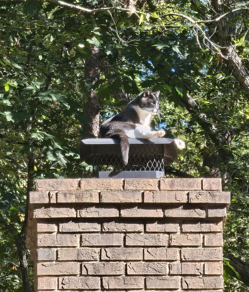 Happy National Cat Day! (As if there's any such thing as a day that isn't National Cat Day..)