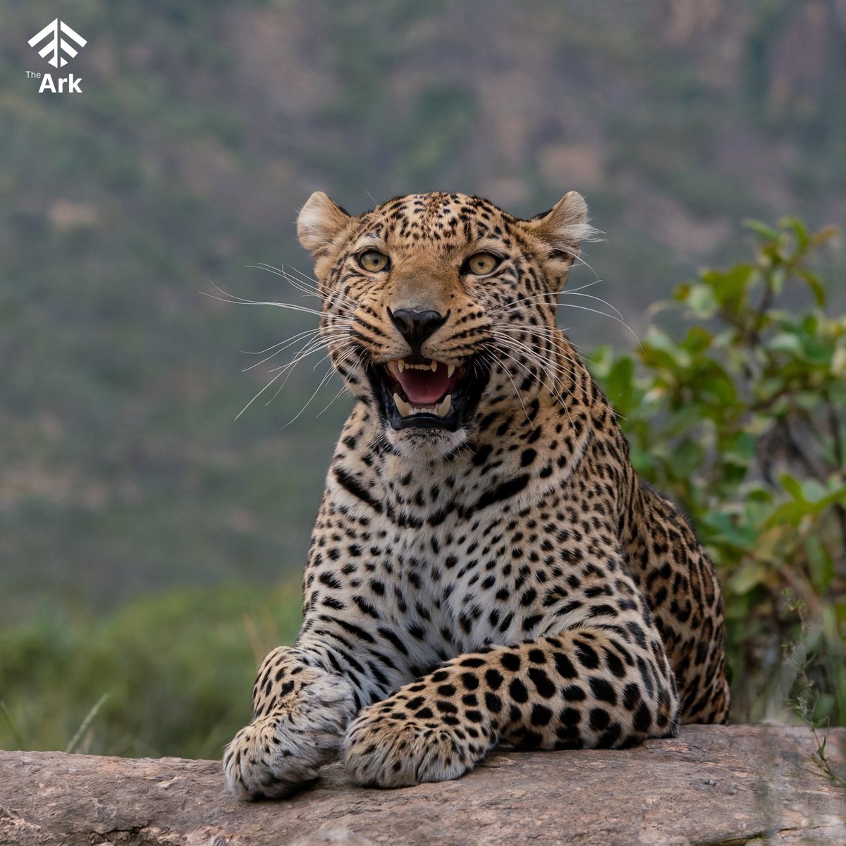 kap98k's tweet photo. 🖼️🎨 Art and photography that saves lives. Mint your wildlife photos and digital art as NFTs on The Ark, raising funds for conservation projects that protect endangered species. Let’s make each creation a shield for nature! #CreativityForConservation #WildlifeProtection #NFTsForChange
#TheArkNFT