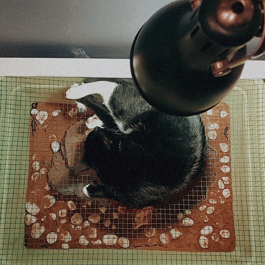 Rogue & Ranger tweet media