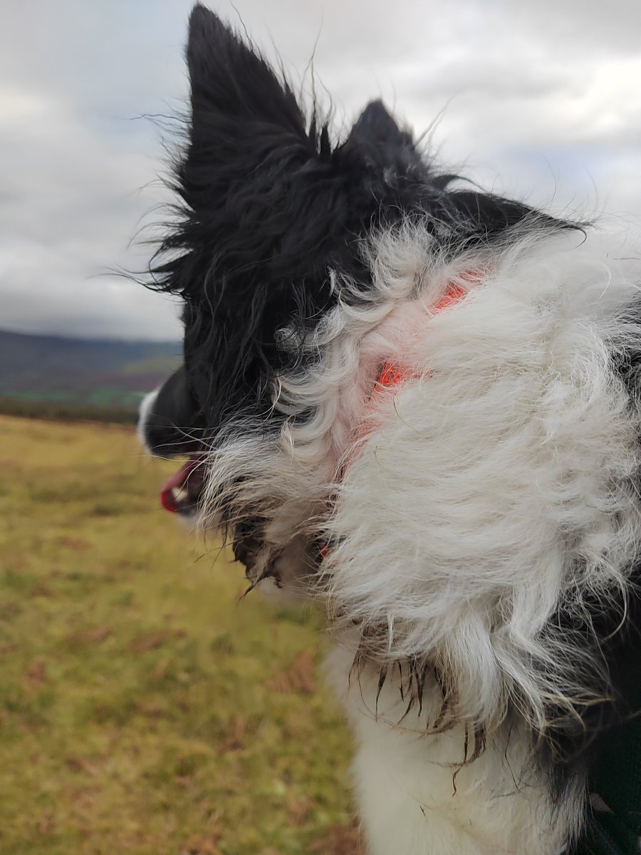 smoggiewalks's tweet image. Post nightshift wander fox poo 😭#getoutside #breconbeacons #explorelocal #BorderCollie #dogsoftwitter