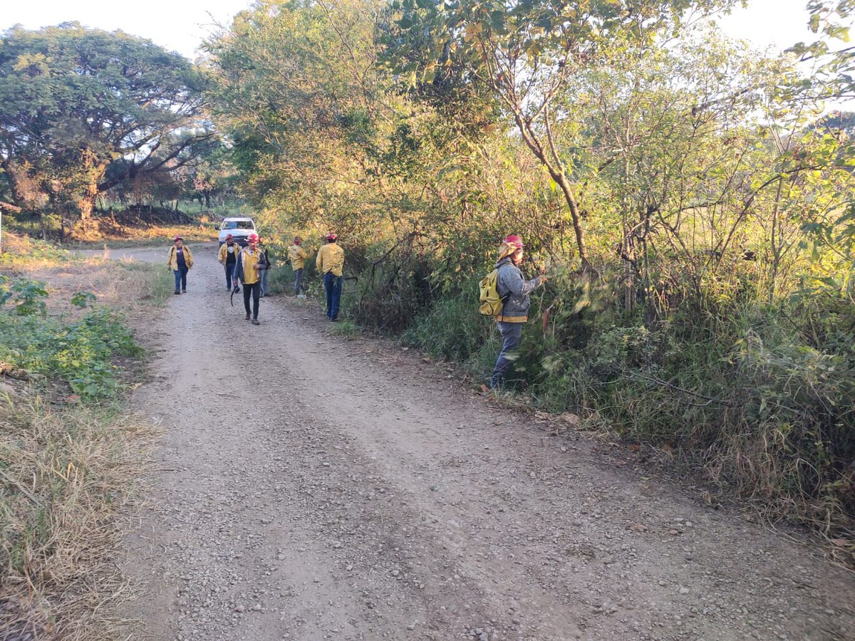 👨🏼🚒 Hoy 29 de octubre, las brigadas forestales de la Secretaría de Medio Ambiente Jalisco realizan diversas actividades de prevención de #IncendiosForestales:

🪓 Chaponeo en el paraje Callejón a Casa Blanca, #Atenguillo.