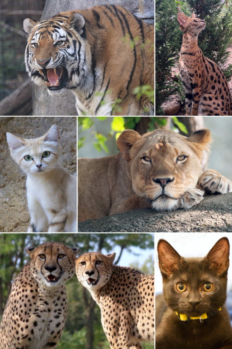 🐱 Put your paws together for #NationalCatDay! 🐱 Today we are celebrating the beautiful felines (big and small) that call the Indianapolis Zoo home. Join us in celebrating National Cat Day by sharing a photo of your favorite feline from the Zoo or your own home!