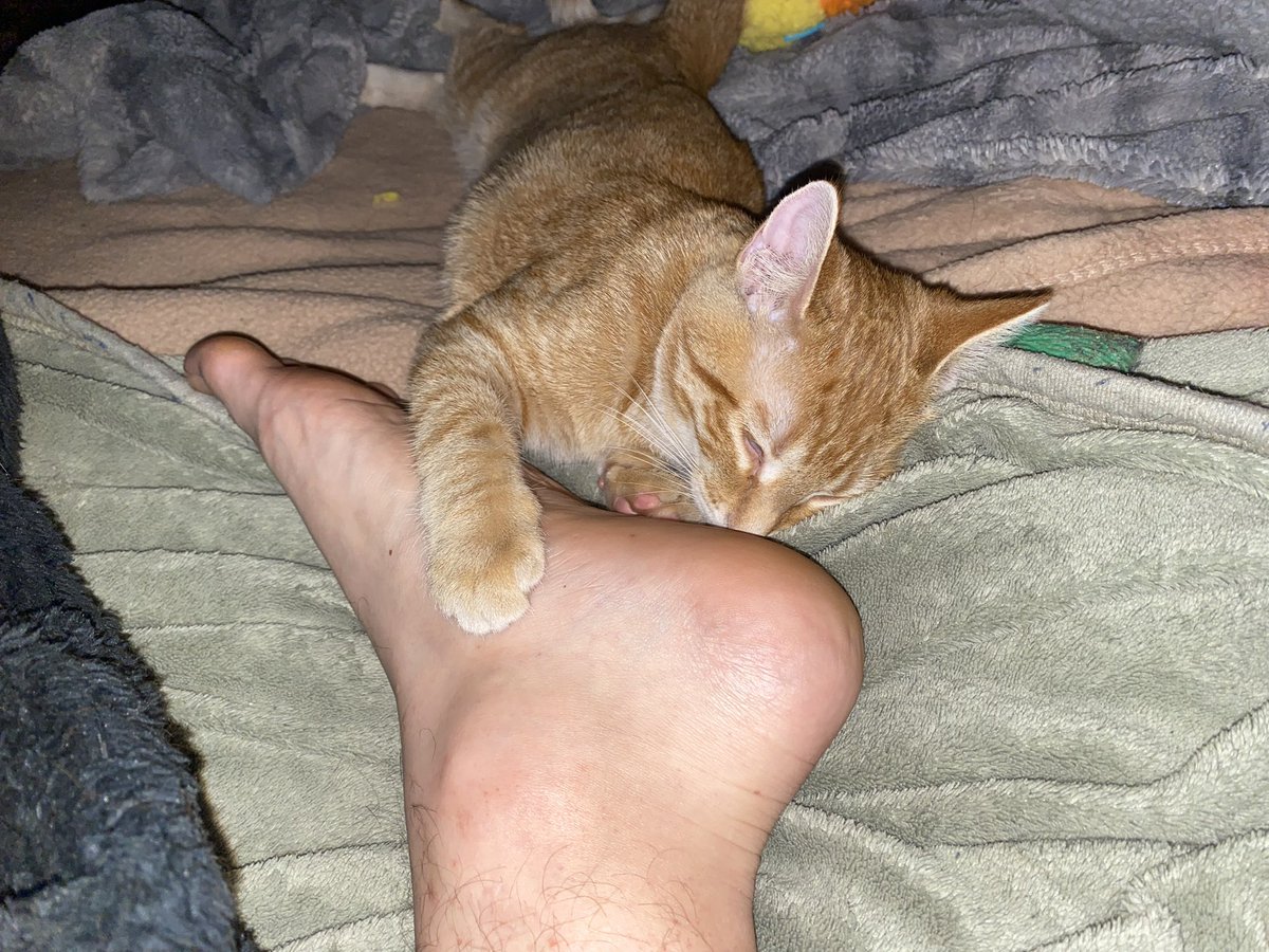 OneNerdyOpinion's tweet photo. Dandy fell asleep holding my foot. So I guess I just stay here forever. https://t.co/yI9cqnondG
