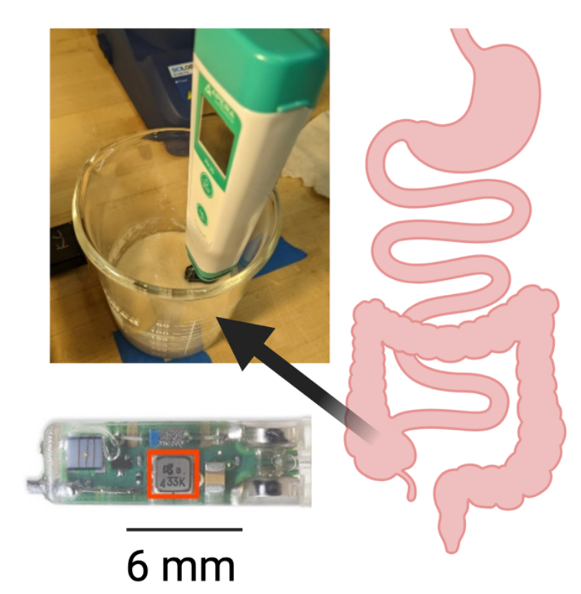 🔬 Breakthrough: We developed a synthetic cecal contents recipe &amp; validated repurposed Bravo® pH capsules for monitoring gut microbiome activity. This paves the way for better understanding probiotic treatments &amp; microbiome dynamics in real-time! Published in @ASMEJMedDevices