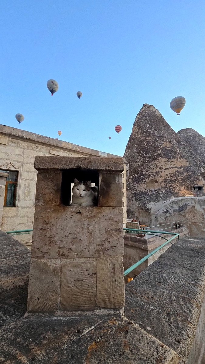 Coach Stolley tweet media