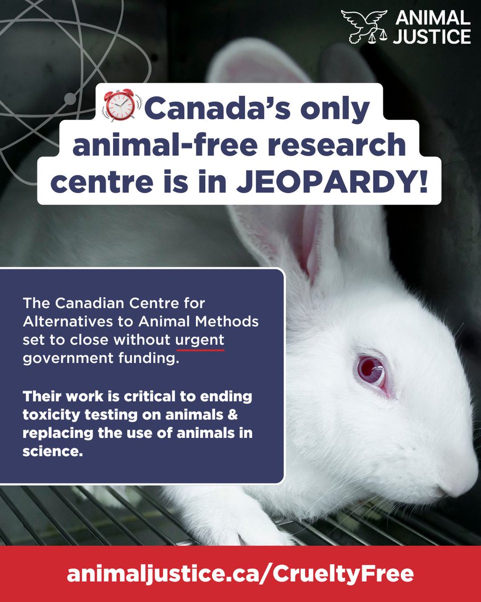 AnimalJustice's tweet photo. Help END animal suffering in research! 🧪🐰 @CCAAM_CaCVAM, Canada’s only centre for animal-free testing is at risk of closing without urgent government funding. Urge Canada to invest in cruelty-free science! ➡️ https://t.co/9Pl79pD8B2 https://t.co/ue7yGrhxc9