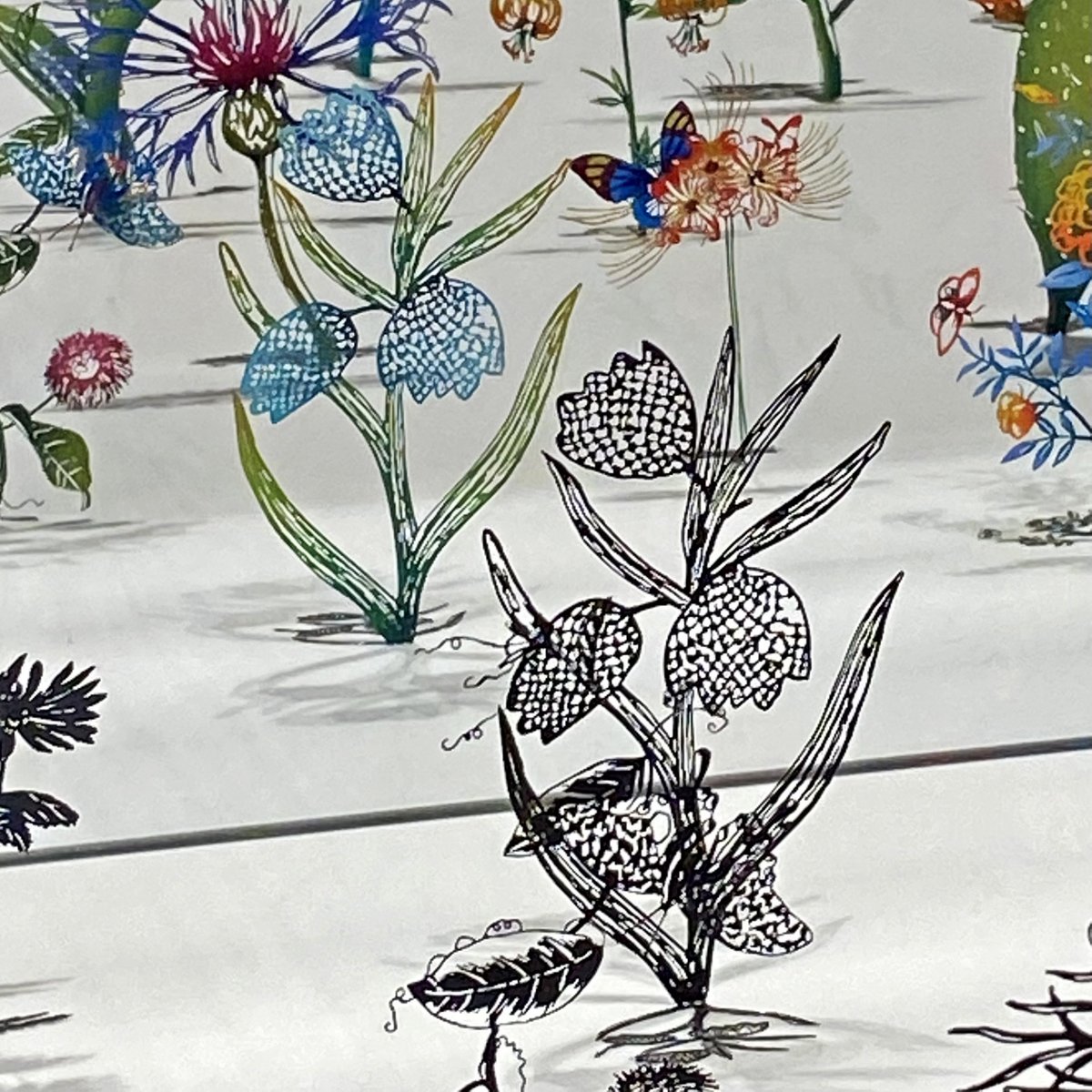 Frit_Icones's tweet photo. Four views of Fritillaria thunbergii, Felicity Aylieff @kewgardens now, Chinese Woodblock, Zadok Ben David @kewgardens 2021 and image from 2021 https://t.co/FtIZjPfam8