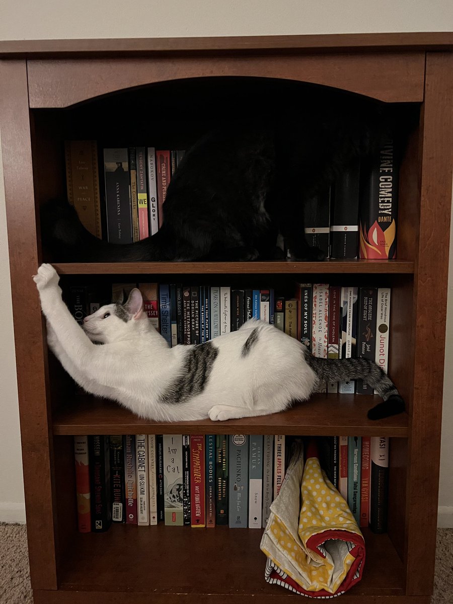 Sean Scott tweet media